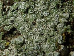 Attēlu rezultāti vaicājumam “Trichia contorta macro”