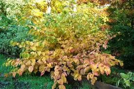 Attēlu rezultāti vaicājumam “Cornus sanguinea”