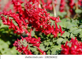 Attēlu rezultāti vaicājumam “Corydalis cava”