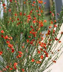 Image result for Cytisus scoparius