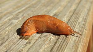 Attēlu rezultāti vaicājumam “Arion lusitanicus”