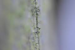 Attēlu rezultāti vaicājumam “Chaenotheca chrysocephala”