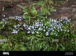 Attēlu rezultāti vaicājumam “Comatricha nigra young”