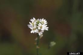 Attēlu rezultāti vaicājumam “Berteroa incana flower”