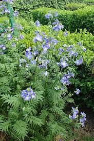 Attēlu rezultāti vaicājumam “Polemonium caeruleum leaf”
