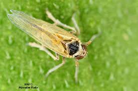 Attēlu rezultāti vaicājumam “Javesella pellucida”