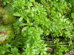 Attēlu rezultāti vaicājumam “Galium aparine leaf”