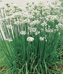 Image result for Allium tuberosum