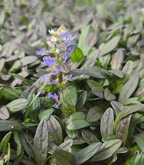 Image result for Ajuga reptans