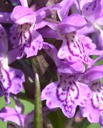 Attēlu rezultāti vaicājumam “Dactylorhiza majalis subsp. baltica flower”