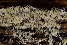 Attēlu rezultāti vaicājumam “Mucronella”