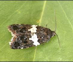 Attēlu rezultāti vaicājumam “Tortricidae”