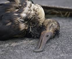 Image result for albatross dead chick