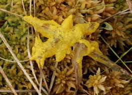 Attēlu rezultāti vaicājumam “Badhamia lilacina”