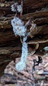 Attēlu rezultāti vaicājumam “Tilachlidium brachiatum”