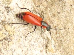 Attēlu rezultāti vaicājumam “Anthocomus rufus”