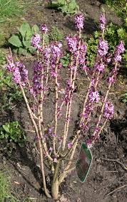 Attēlu rezultāti vaicājumam “Daphne mezereum flower”