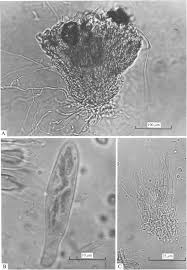 Attēlu rezultāti vaicājumam “Hyaloscypha hyalina”
