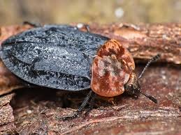 Attēlu rezultāti vaicājumam “Oiceoptoma thoracicum”