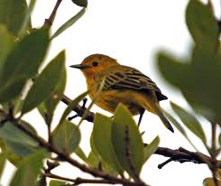 Image result for Dendroica petechia