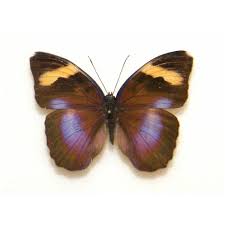 Attēlu rezultāti vaicājumam “Boloria aquilonaris underside”