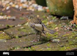 Attēlu rezultāti vaicājumam “Erithacus rubecula juvenile”