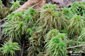 Attēlu rezultāti vaicājumam “Sphagnum squarrosum sporophyte”