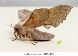 Attēlu rezultāti vaicājumam “Laothoe populi”