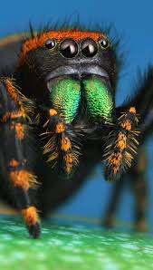 Attēlu rezultāti vaicājumam “Fuligo licentii macro”