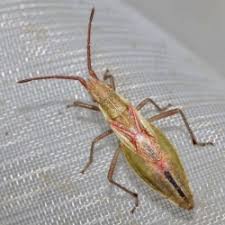 Attēlu rezultāti vaicājumam “Myrmus miriformis”