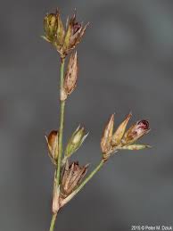 Attēlu rezultāti vaicājumam “Juncus bufonius fruit”