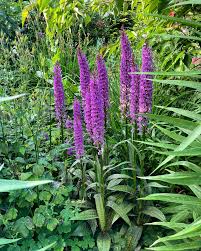 Attēlu rezultāti vaicājumam “Dactylorhiza fuchsii flower”