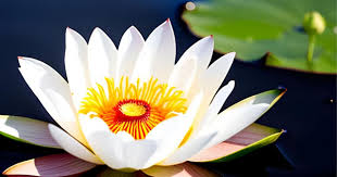 Attēlu rezultāti vaicājumam “Lotus sp. flower”