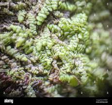 Attēlu rezultāti vaicājumam “Jungermanniopsida”