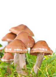 Attēlu rezultāti vaicājumam “Rozites caperata”