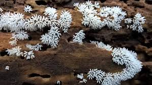 Attēlu rezultāti vaicājumam “Ceratiomyxa fruticulosa”
