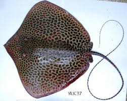 Image result for Himantura uarnak