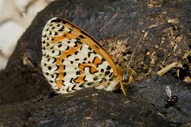 Attēlu rezultāti vaicājumam “Melitaea didyma”