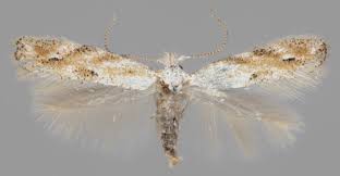 Attēlu rezultāti vaicājumam “Bucculatricidae”