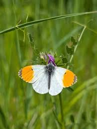 Attēlu rezultāti vaicājumam “Anthocharis cardamines underside”