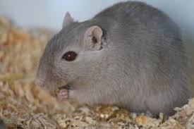 Image result for Gerbil