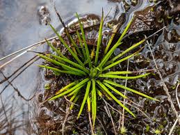 Attēlu rezultāti vaicājumam “Isoetaceae”