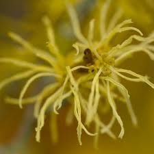 Attēlu rezultāti vaicājumam “Hamamelis japonica”