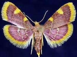 Attēlu rezultāti vaicājumam “Hypsopygia costalis”