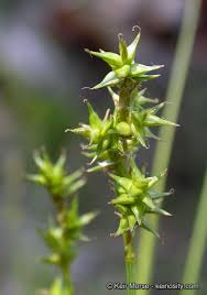 Attēlu rezultāti vaicājumam “Carex echinata”