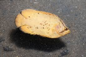 Image result for Lobotes surinamensis