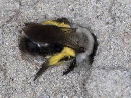 Attēlu rezultāti vaicājumam “Andrena vaga”