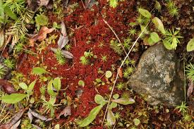 Attēlu rezultāti vaicājumam “Bryum pallens”