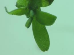 Attēlu rezultāti vaicājumam “Callitriche cophocarpa leaf”