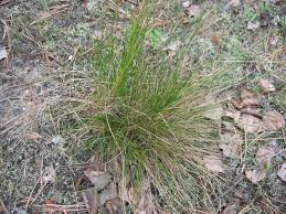 Attēlu rezultāti vaicājumam “Nardus stricta fruit”